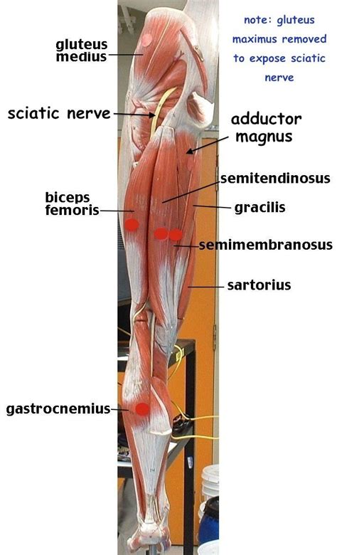 Labeled Muscles Of Lower Leg Yahoo Search Results Thoracic