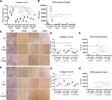 F Elicits Greater Inhibition Of Human Muscle Fap Fibro Adipogenic