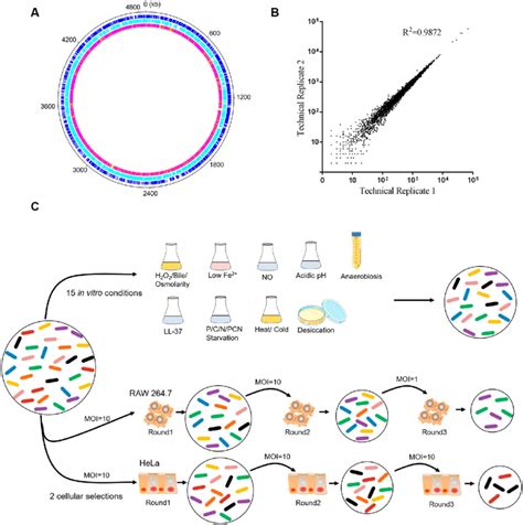 Overview And Stress Based Selection Of The S Typhimurium Transposon