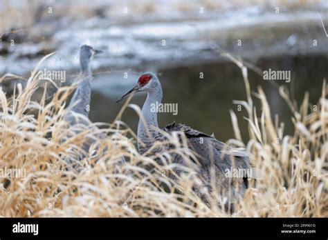 A Couple Of Florida Sandhill Crane Standing Next To Each Other In Tall