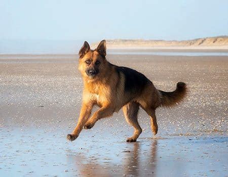 schönsten Hundestrände in Zeeland hier Tipps und Infos