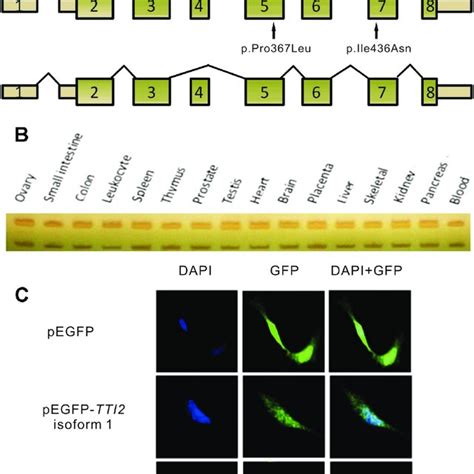 Schematic Map And Expression Profile Of Two Alternatively Spliced