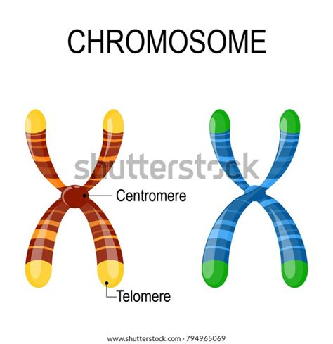 Chromosome Structure Diagram Showing Two Chromosomes Stock Vector Royalty Free 794965069