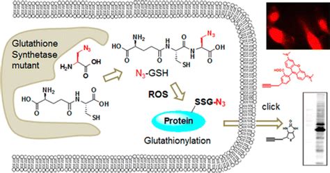 用于谷胱甘肽化化学选择性检测的可点击谷胱甘肽的代谢合成journal Of The American Chemical Society