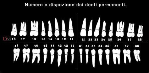 Numerazione Denti I Sistemi Di Classificazione Più Utilizzati Dm Il