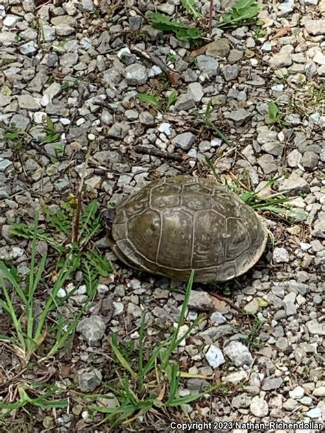 Three Toed Box Turtle Terrapene Carolina Triunguis