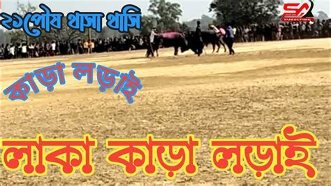 লাকা কাড়া লড়াই।।লাকা ১নং কাড়াই দ্বিতীয় চান্স ।।laka Kara Lorai