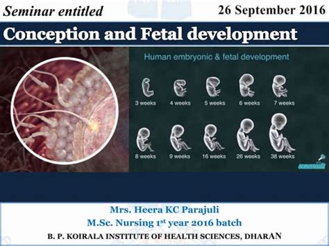 Fetal Development During Pregnancy