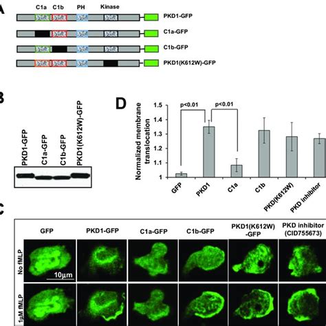 Plc Pkc Pkd Signaling Pathway Plays An Essential Role In Chemotaxis Of