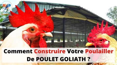 Construction De Poulailler D Levage De Poulet Goliath Investir Au