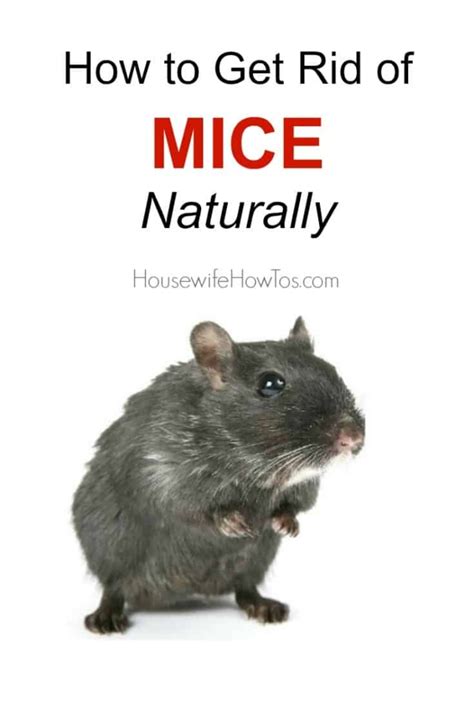 How To Get Rid Of Mice Naturally And Keep Them Away For Good