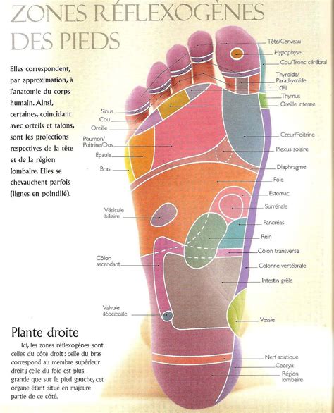 Eatlantide La R Flexologie Plantaire Et L Iridologie