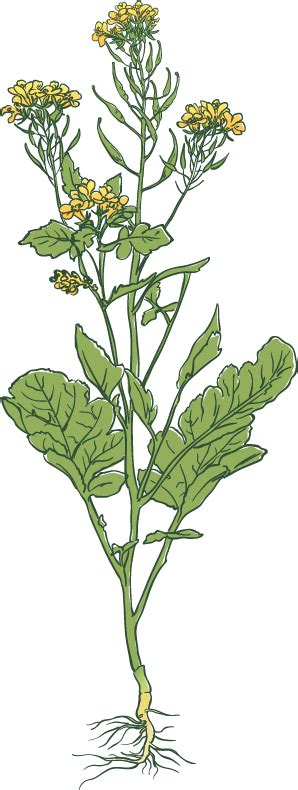 Mustard Brassica Species Guide Watson Seeds