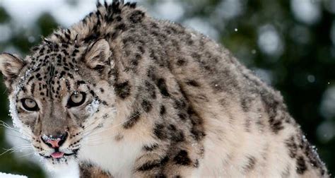 In search of India's Snow Leopards | Tribes Travel