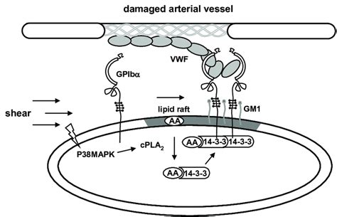 Schematic Representation Of Initial Platelet Adhesion To Vwf At The