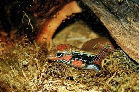 Fire Skink Alchetron The Free Social Encyclopedia