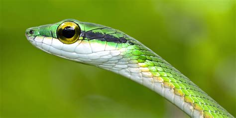 Do Snakes Blink Why Snakes Dont Have Eyelids And How They See Without