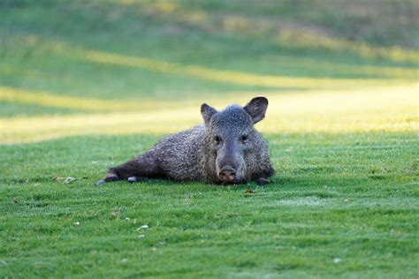 Wild Pig Like Animals Are Tearing Up An Arizona Golf Course The