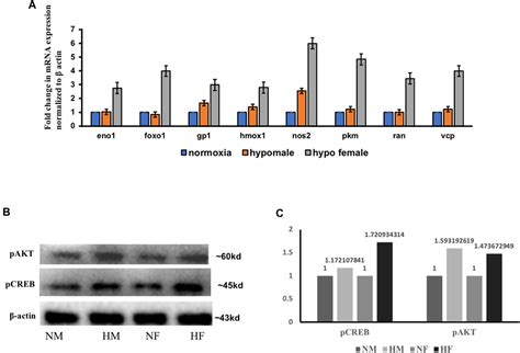 Frontiers Hypoxia Induced Sex Difference In Zebrafish Brain Proteome