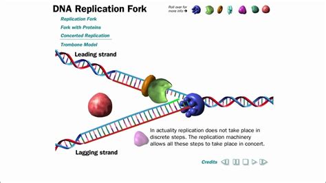 Dna Replication Animation Without Narration Youtube