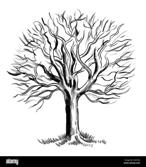 Desnudo árbol de otoño Dibujo en blanco y negro de tinta Fotografía de