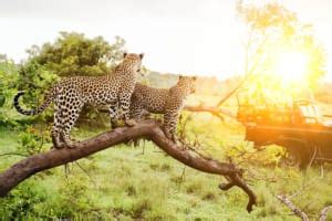 Kruger National Park game Lodge Specials 2021 - Secret Africa