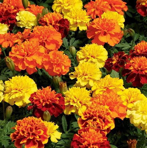 Marigold Annuals At