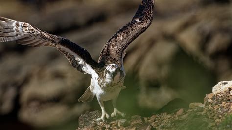 K P Eastern Osprey Just Landed Taken At Point Arkwri Flickr