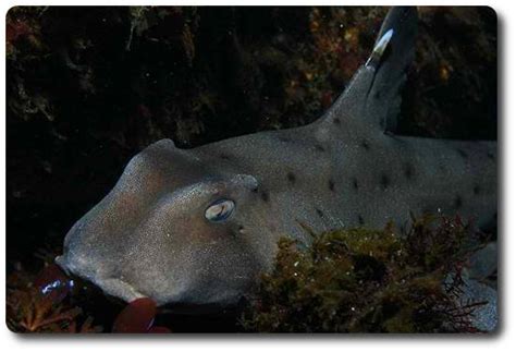 The Horn Shark Is A Fascinating Species Of Shark - Shark Sider