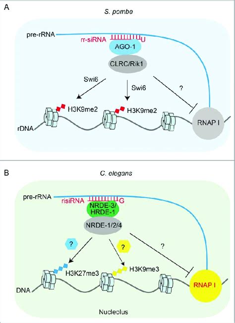 The Working Model Of Risirna Induced Rrna Silencing In The Nucleolus Download Scientific