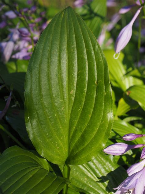 Images Gratuites Feuille Fleur Vert Produire Botanique Flore