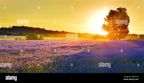 Lavender field at sunrise High Resolution Stock Photography and Images - Alamy