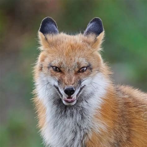 A Sly Red Fox Grinning Stock Photo Image Of Creature 265539302