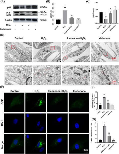 Idebenone Inhibits Excessive Autophagy In H9c2 Cells Stimulated By H 2