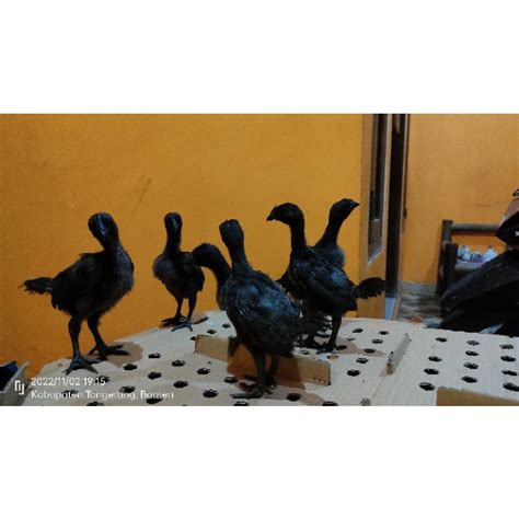 Jual Anak Ayam Cemani Hargaekor Usia 2 Minggu An Pengiriman Hanya