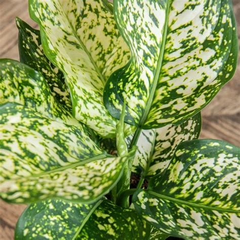 Aglaonema Ivory Jade Cowell S Garden Centre Woolsington