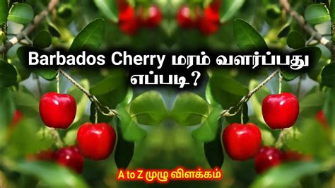 How To Grow Cherry Plant In Tamilcherry Plant Care Tamilcherry Plant