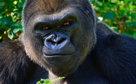 Gorilla vs. Lion: Who Wins in a Fight? (+ Vital Facts)
