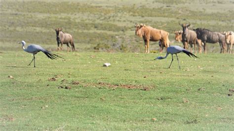 Blue Wildebeest Bergsig Game Farm