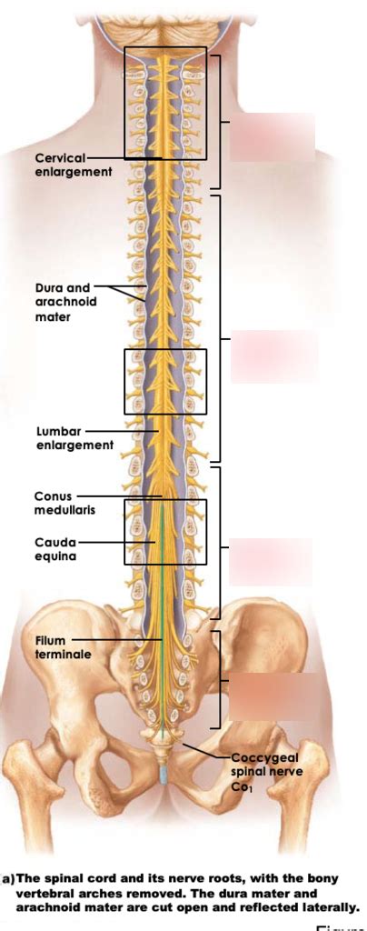 spinal cord Diagram | Quizlet