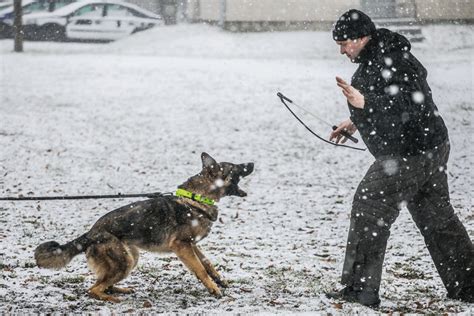 Sk D Si Bior Psy W Policji Informatorbrzeski Pl Brzesko Bochnia