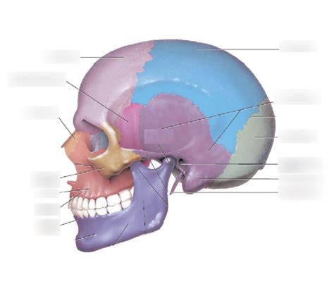 Bones Of The Cranium Diagram Quizlet