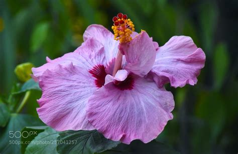 Hibiscus (purple) - This beautiful layered purple hibiscus flower ...