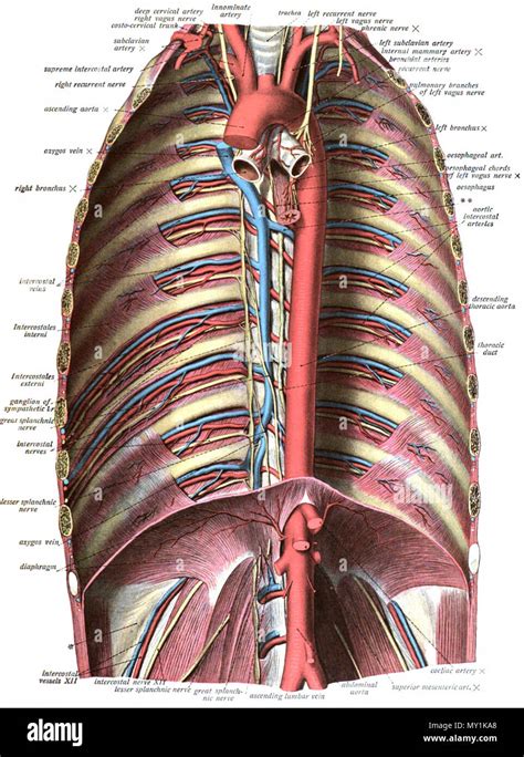 English An Anatomic Illustration From The Edition Of Sobotta S