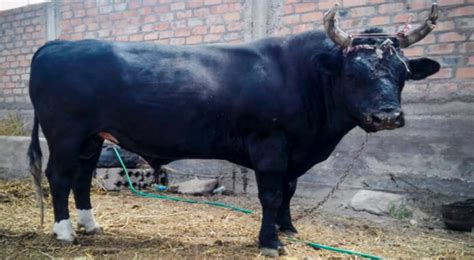 Falleció un hombre de 74 años tras ser golpeado por un toro