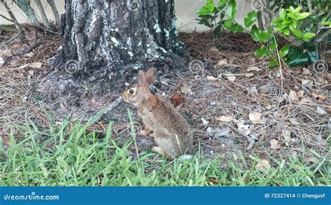 Rabbit In Florida Stock Photo Image Of Nice Bunny Flowers 72327414