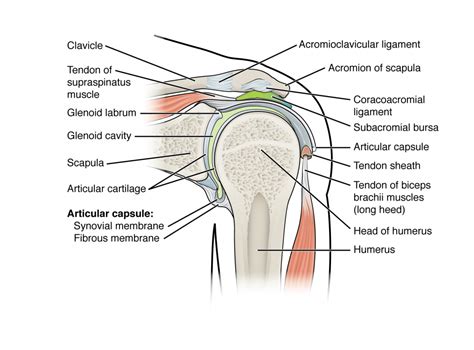 Synovial Joint Knee