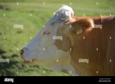 head of a young Simmental bull without horns joined by flies Stock Photo - Alamy