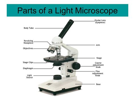 Compound Microscope Parts And Functions Pdf Micropedia