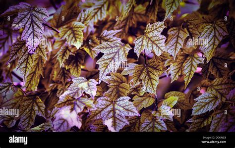 Sycamore Texture Hi Res Stock Photography And Images Alamy